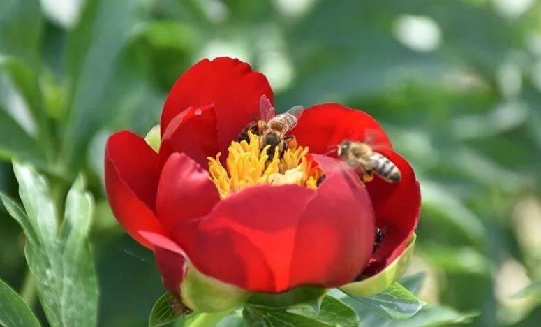 Arıları ne kadar tanıyorsunuz? Arılar hakkında ilginç bilgiler 6